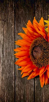 A wooden background with bright sunflowers and a white pumpkin cropped on the right side.